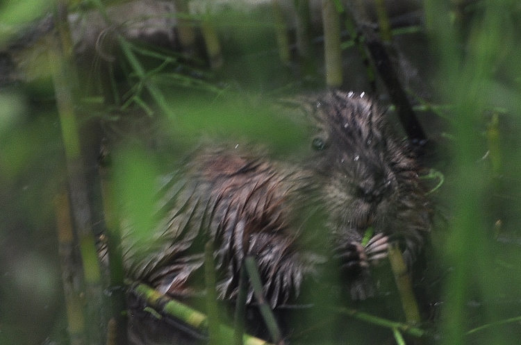 marmot in bush